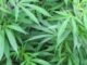 A truck driver and its owner have been arrested in Zambia for cannabis trafficking and bribery, respectively