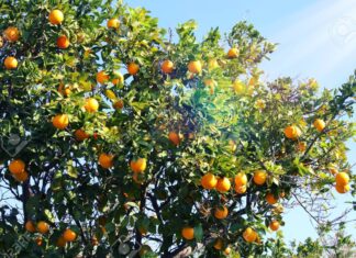 Citrus fruit