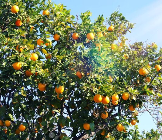 Takura to acquire Interfresh Limited