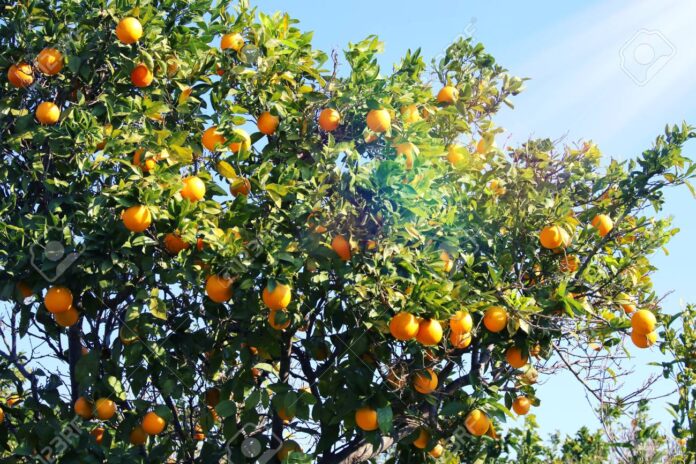 Citrus fruit