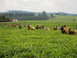 Agriculture anchors Meikles’ Q3 earnings as exports trail Tanganda