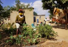 The SDC’s support complements the cash transfers that the WFP is already delivering to the most vulnerable, food insecure urban Zimbabweans with activities which build their resilience to cope with various shocks and stressors, which can devastate their food security.