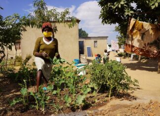 The SDC’s support complements the cash transfers that the WFP is already delivering to the most vulnerable, food insecure urban Zimbabweans with activities which build their resilience to cope with various shocks and stressors, which can devastate their food security.
