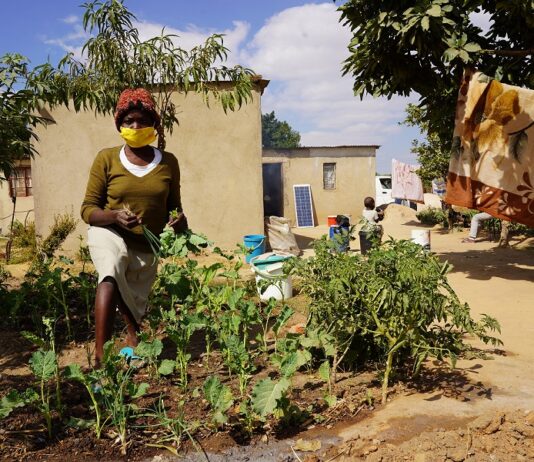 The SDC’s support complements the cash transfers that the WFP is already delivering to the most vulnerable, food insecure urban Zimbabweans with activities which build their resilience to cope with various shocks and stressors, which can devastate their food security.