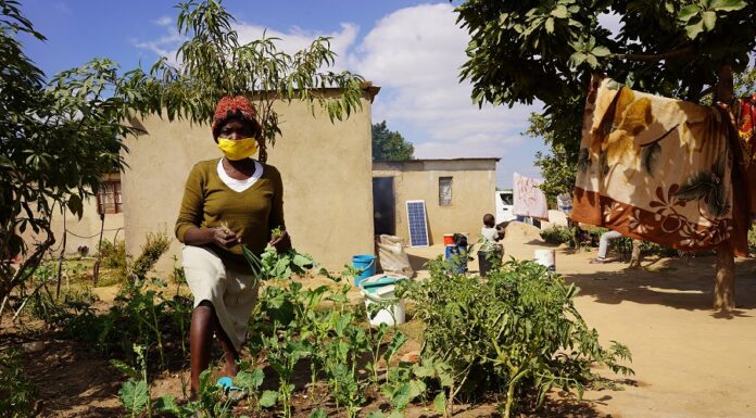 The SDC’s support complements the cash transfers that the WFP is already delivering to the most vulnerable, food insecure urban Zimbabweans with activities which build their resilience to cope with various shocks and stressors, which can devastate their food security.