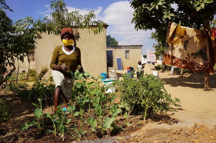 Zimbabwe WFP The SDC’s support complements the cash transfers that the WFP is already delivering to the most vulnerable, food insecure urban Zimbabweans with activities which build their resilience to cope with various shocks and stressors, which can devastate their food security.