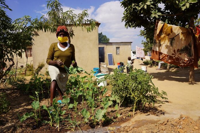 The SDC’s support complements the cash transfers that the WFP is already delivering to the most vulnerable, food insecure urban Zimbabweans with activities which build their resilience to cope with various shocks and stressors, which can devastate their food security.