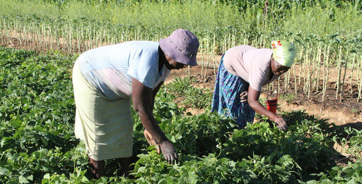 Agric ministry launches digital platforms for farmers, students