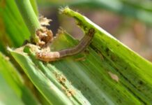 The fall armyworm has the potential to cause an annual reduction in maize production in Zimbabwe of about 264,000 tonnes, translating into revenue loss of US$83 million.