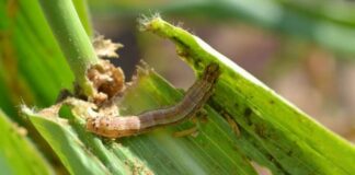 The fall armyworm has the potential to cause an annual reduction in maize production in Zimbabwe of about 264,000 tonnes, translating into revenue loss of US$83 million.