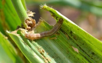 The fall armyworm has the potential to cause an annual reduction in maize production in Zimbabwe of about 264,000 tonnes, translating into revenue loss of US$83 million.