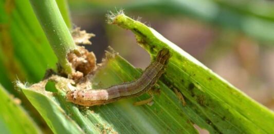 The fall armyworm has the potential to cause an annual reduction in maize production in Zimbabwe of about 264,000 tonnes, translating into revenue loss of US$83 million.