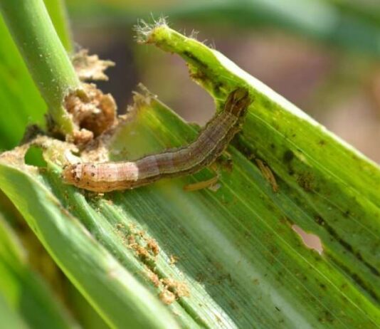 The fall armyworm has the potential to cause an annual reduction in maize production in Zimbabwe of about 264,000 tonnes, translating into revenue loss of US$83 million.