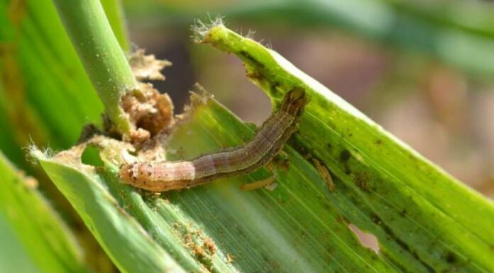 The fall armyworm has the potential to cause an annual reduction in maize production in Zimbabwe of about 264,000 tonnes, translating into revenue loss of US$83 million.