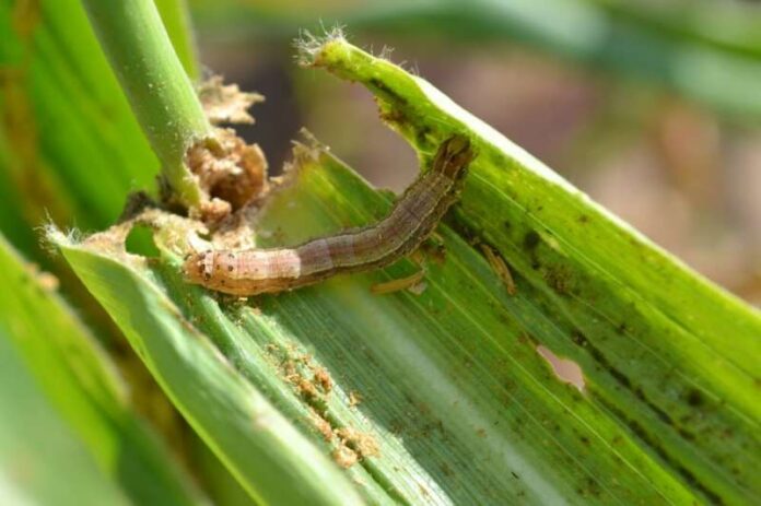 Amyworm The fall armyworm has the potential to cause an annual reduction in maize production in Zimbabwe of about 264,000 tonnes, translating into revenue loss of US$83 million.