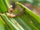 The fall armyworm has the potential to cause an annual reduction in maize production in Zimbabwe of about 264,000 tonnes, translating into revenue loss of US$83 million.