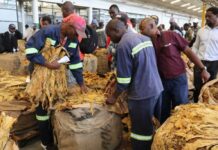 The Tobacco Industry and Marketing Board has ditched unpopular auction floors outside Harare