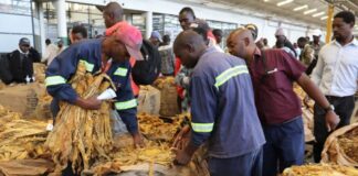 The Tobacco Industry and Marketing Board has ditched unpopular auction floors outside Harare