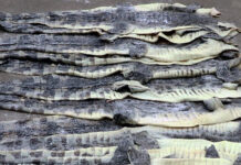 Crocodile skins