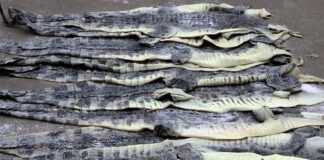 Crocodile skins