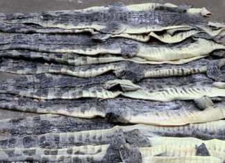 Crocodile skins