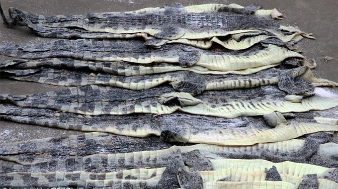 Crocodile skins