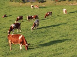 Over 12 000 Shangaan families to make way for a white-owned commercial dairy operation, while white commercial farmer on land protected by a bilateral agreement with Italy subjected to forcible removal on a Friday night.