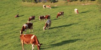 Over 12 000 Shangaan families to make way for a white-owned commercial dairy operation, while white commercial farmer on land protected by a bilateral agreement with Italy subjected to forcible removal on a Friday night.