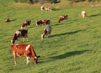 Over 12 000 Shangaan families to make way for a white-owned commercial dairy operation, while white commercial farmer on land protected by a bilateral agreement with Italy subjected to forcible removal on a Friday night.