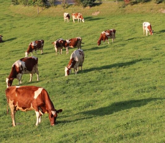 Over 12 000 Shangaan families to make way for a white-owned commercial dairy operation, while white commercial farmer on land protected by a bilateral agreement with Italy subjected to forcible removal on a Friday night.