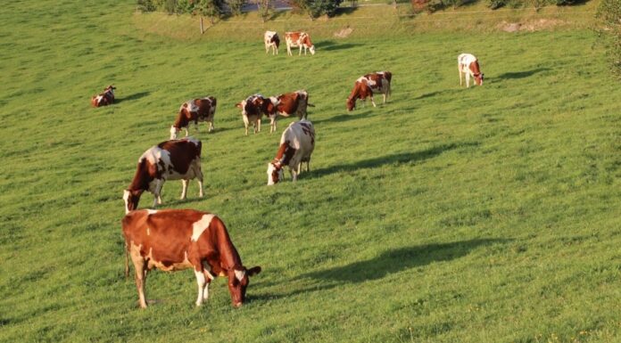 Over 12 000 Shangaan families to make way for a white-owned commercial dairy operation, while white commercial farmer on land protected by a bilateral agreement with Italy subjected to forcible removal on a Friday night.