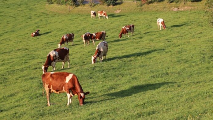 Over 12 000 Shangaan families to make way for a white-owned commercial dairy operation, while white commercial farmer on land protected by a bilateral agreement with Italy subjected to forcible removal on a Friday night.