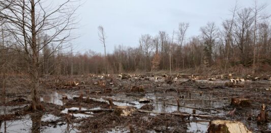 Zim losing 260 000ha of forests annually – Minister Zimbabwe is losing its forests due to logging, fuelwood harvesting, unsustainable agricultural activities, mining, urbanization, timber production and forest fires