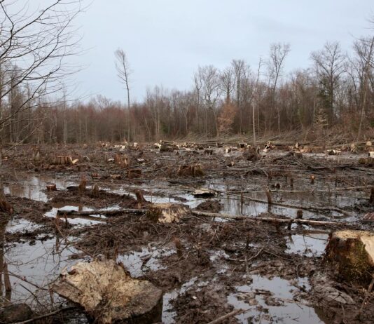 Zimbabwe is losing its forests due to logging, fuelwood harvesting, unsustainable agricultural activities, mining, urbanization, timber production and forest fires