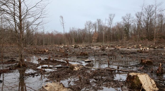 Zimbabwe is losing its forests due to logging, fuelwood harvesting, unsustainable agricultural activities, mining, urbanization, timber production and forest fires