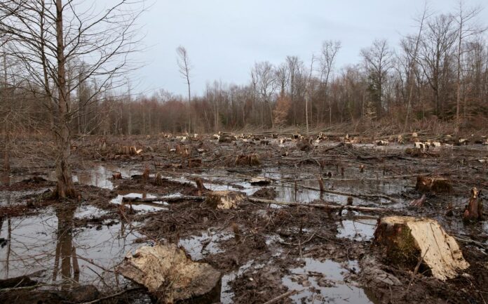 Zimbabwe is losing its forests due to logging, fuelwood harvesting, unsustainable agricultural activities, mining, urbanization, timber production and forest fires