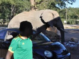 Illegal wildlife trade costs Zimbabwe US$153 billion Wild animals in areas like the Zambezi Valley move through settlement areas while looking for food at shops in situations that can lead to human-wildlife conflict with government trying to curb the related problems