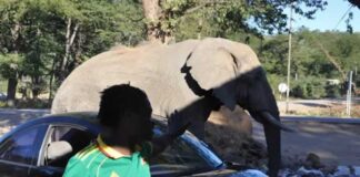 Wild animals in areas like the Zambezi Valley move through settlement areas while looking for food at shops in situations that can lead to human-wildlife conflict with government trying to curb the related problems