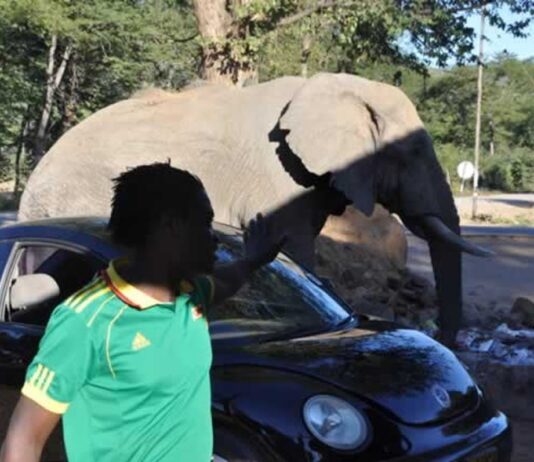 Wild animals in areas like the Zambezi Valley move through settlement areas while looking for food at shops in situations that can lead to human-wildlife conflict with government trying to curb the related problems