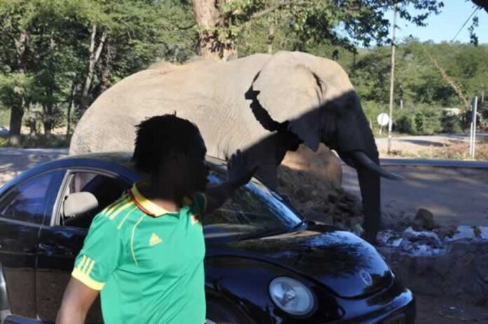 Chirundu Wild animals in areas like the Zambezi Valley move through settlement areas while looking for food at shops in situations that can lead to human-wildlife conflict with government trying to curb the related problems