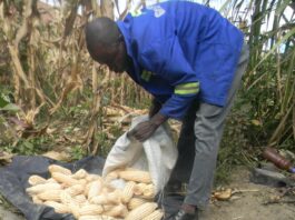 Zimbabwe is expectind approximately 2.7 million tonnes of maize which is way above the 1.7 million tonnes needed for the the country's Strategic Grain Reserves