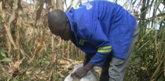 Zimbabwe is expectind approximately 2.7 million tonnes of maize which is way above the 1.7 million tonnes needed for the the country's Strategic Grain Reserves