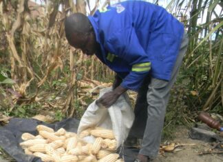 Zimbabwe is expectind approximately 2.7 million tonnes of maize which is way above the 1.7 million tonnes needed for the the country's Strategic Grain Reserves