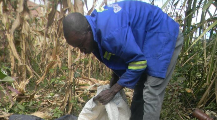 Zimbabwe is expectind approximately 2.7 million tonnes of maize which is way above the 1.7 million tonnes needed for the the country's Strategic Grain Reserves