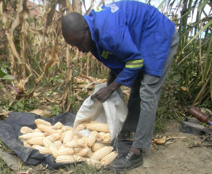 Zimbabwe is expectind approximately 2.7 million tonnes of maize which is way above the 1.7 million tonnes needed for the the country's Strategic Grain Reserves