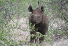 Zimbabwe is home to the world’s fourth-largest black rhino population after South Africa, Namibia and Kenya, making the country an important frontier for conserving this Critically Endangered species.