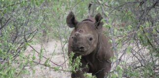 Zimbabwe is home to the world’s fourth-largest black rhino population after South Africa, Namibia and Kenya, making the country an important frontier for conserving this Critically Endangered species.