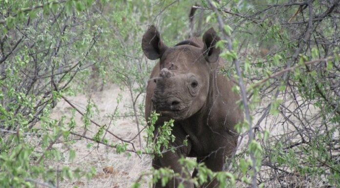 Zimbabwe is home to the world’s fourth-largest black rhino population after South Africa, Namibia and Kenya, making the country an important frontier for conserving this Critically Endangered species.