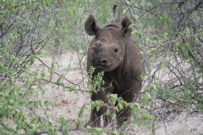 Zimbabwe is home to the world’s fourth-largest black rhino population after South Africa, Namibia and Kenya, making the country an important frontier for conserving this Critically Endangered species.