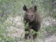 Zimbabwe is home to the world’s fourth-largest black rhino population after South Africa, Namibia and Kenya, making the country an important frontier for conserving this Critically Endangered species.